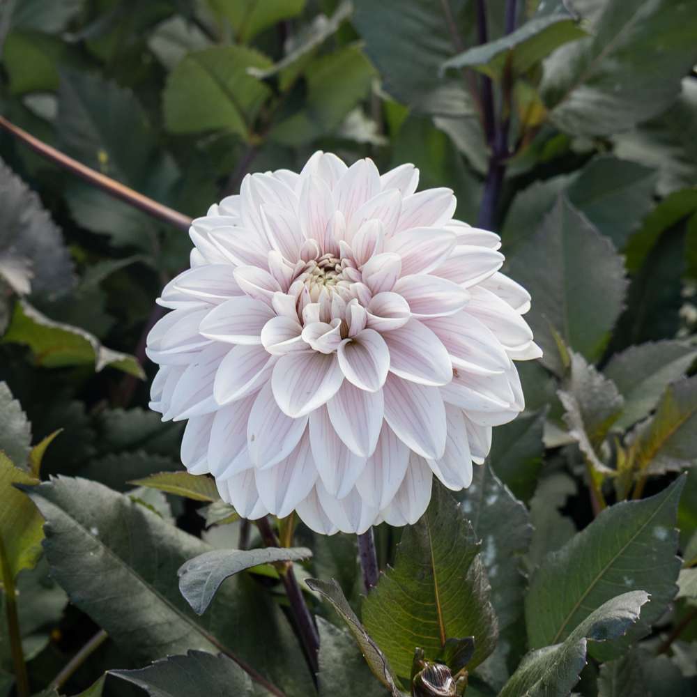 Dahlia 'Candlelight Ivory Blaze'
